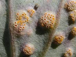 Attēlu rezultāti vaicājumam “Puccinia poarum”