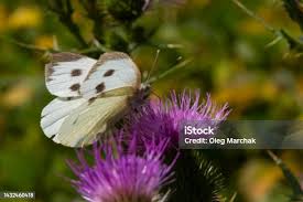 Attēlu rezultāti vaicājumam “Pieris brassicae female”