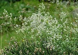 Attēlu rezultāti vaicājumam “Galium schultesii”