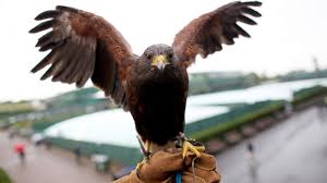 Image result for Wimbledon Hawks