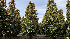 Attēlu rezultāti vaicājumam “Magnolia”