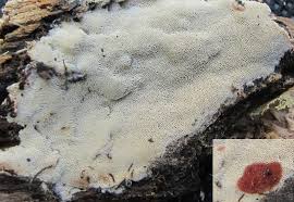 Attēlu rezultāti vaicājumam “Ceriporia viridans”