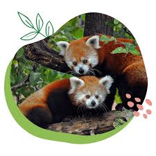 Résultat de recherche d'images pour "pandas"