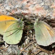 Attēlu rezultāti vaicājumam “Colias palaeno upperside”