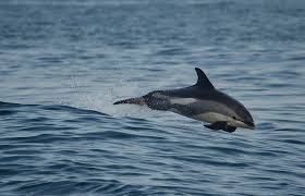 Image result for Leucopleurus acutus