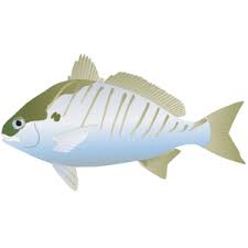 Image result for Leiostomus xanthurus