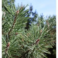 Attēlu rezultāti vaicājumam “Pinus sylvestris leaf”