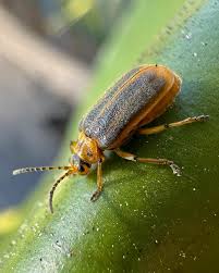 Attēlu rezultāti vaicājumam “Galerucella nymphaeae”