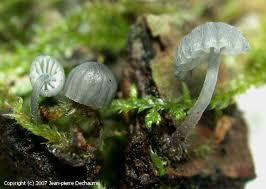 Attēlu rezultāti vaicājumam “Mycena pseudocorticola”