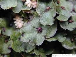 Attēlu rezultāti vaicājumam “Preissia quadrata”