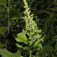 Attēlu rezultāti vaicājumam “Chenopodium bonus-henricus”