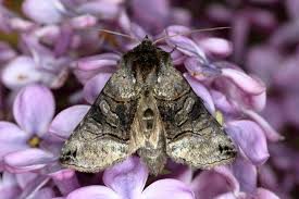 Attēlu rezultāti vaicājumam “Abrostola tripartita”