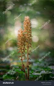 Attēlu rezultāti vaicājumam “Neottia nidus-avis bud”