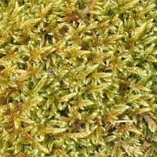 Attēlu rezultāti vaicājumam “Hypnum cupressiforme var. subjulacum”