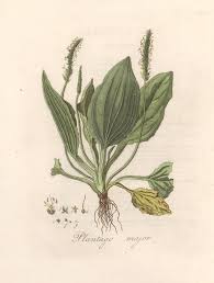 Attēlu rezultāti vaicājumam “Plantago major leaf”