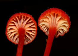 Attēlu rezultāti vaicājumam “Hygrocybe cantharellus”