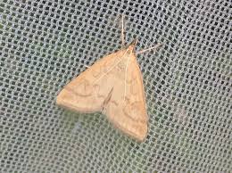 Attēlu rezultāti vaicājumam “Udea lutealis”