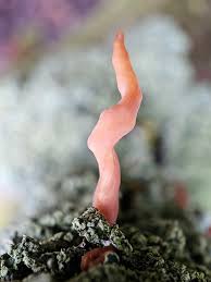 Attēlu rezultāti vaicājumam “Macrotyphula fistulosa var. contorta”