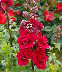 Image result for Antirrhinum majus