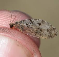 Attēlu rezultāti vaicājumam “Hemerobiidae”