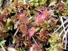 Attēlu rezultāti vaicājumam “Drosera anglica fruit”