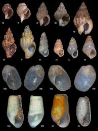 Image result for Buccinum undatum