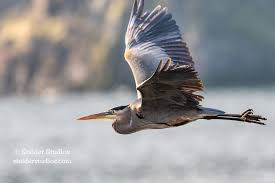 Image result for heron