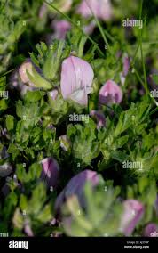 Attēlu rezultāti vaicājumam “Lathyrus japonicus subsp. maritimus leaf”