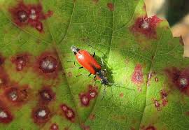 Attēlu rezultāti vaicājumam “Anthocomus rufus”