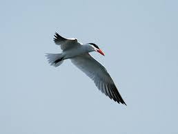 Attēlu rezultāti vaicājumam “Hydroprogne caspia”