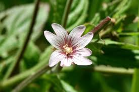 Attēlu rezultāti vaicājumam “Epilobium roseum flower”