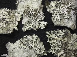 Attēlu rezultāti vaicājumam “Parmelia serrana”