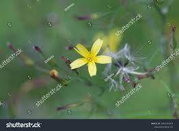 Attēlu rezultāti vaicājumam “Mycelis muralis leaf”