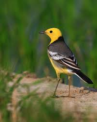 Attēlu rezultāti vaicājumam “Motacilla citreola”