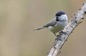 Attēlu rezultāti vaicājumam “Poecile palustris adult”