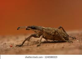 Attēlu rezultāti vaicājumam “Sitona sp.”