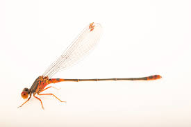 Attēlu rezultāti vaicājumam “Jalla dumosa imago”