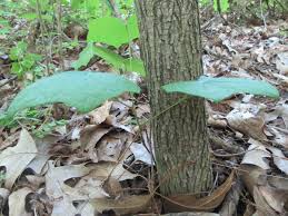 Attēlu rezultāti vaicājumam “Menispermum dauricum leaf”