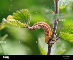 Attēlu rezultāti vaicājumam “Puccinia urticata”