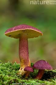 Attēlu rezultāti vaicājumam “Tricholomopsis rutilans”