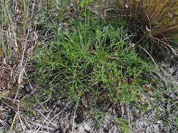 Attēlu rezultāti vaicājumam “Artemisia campestris bud”