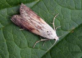 Attēlu rezultāti vaicājumam “Aphomia sociella”