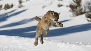 Image result for Craigmount Cougars