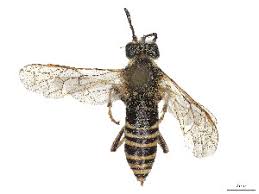 Attēlu rezultāti vaicājumam “Tenthredo mandibularis”