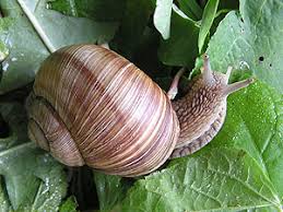 Attēlu rezultāti vaicājumam “Mollusca”