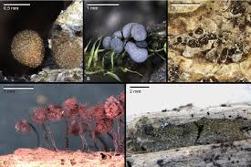 Attēlu rezultāti vaicājumam “Physarum bryocorticola”