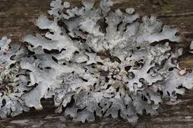 Attēlu rezultāti vaicājumam “Parmelia sulcata”