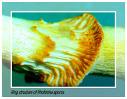 Attēlu rezultāti vaicājumam “Hymenoscyphus fructigenus var. coryli”