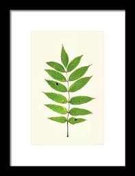 Attēlu rezultāti vaicājumam “Fraxinus excelsior leaf”