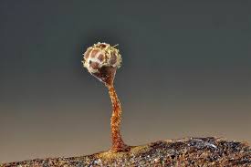 Attēlu rezultāti vaicājumam “Trichia erecta”